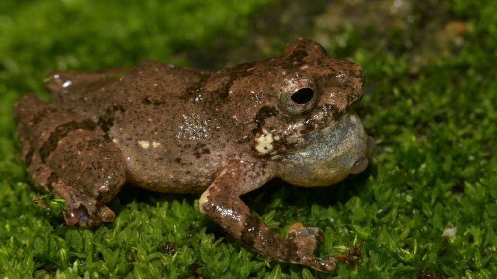New Frog Species in Meghalaya Named After Iconic Khasi Dish