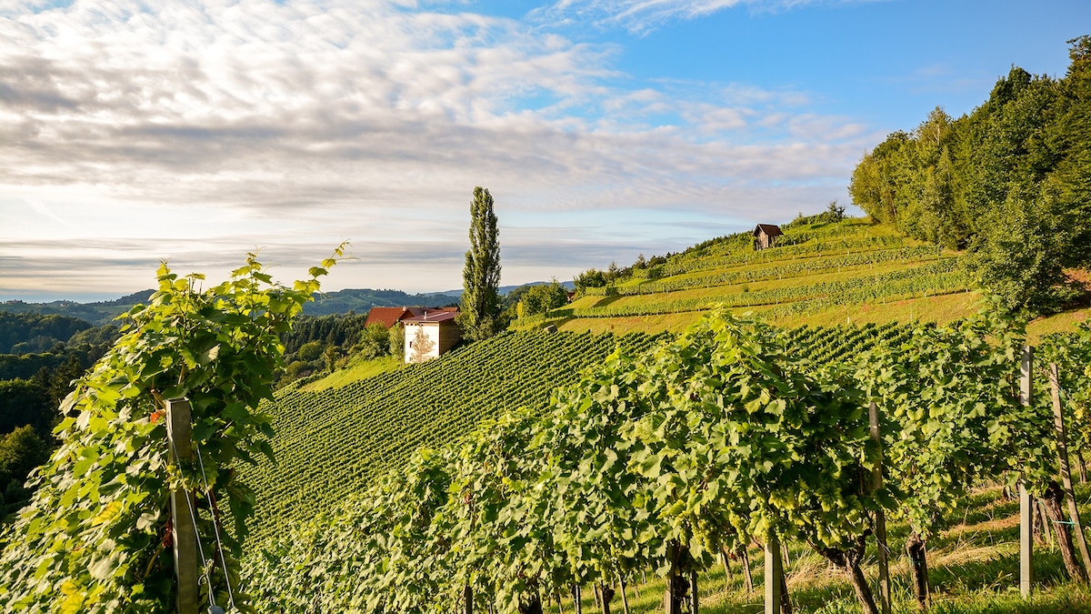 Everything you need to know about Austrian wine