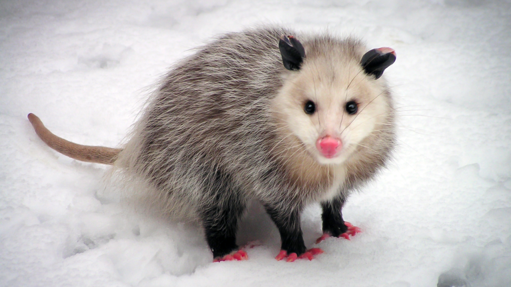 Virginia opossums: The American marsupials that have barely changed since the time of the dinosaurs
