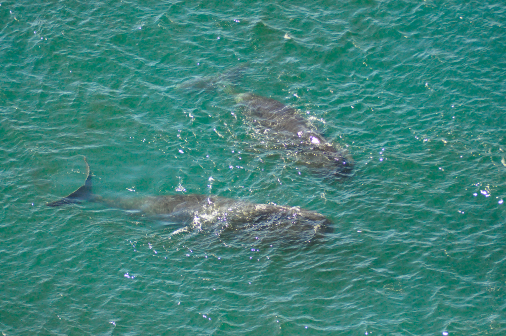 Toxic Algae in Whale Poop Warns of Warming Seas in the Alaskan Arctic