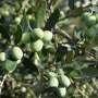 Turning local know-how into European solutions for smarter bio-based farming