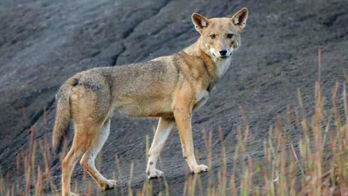 kerala’s-golden-jackals-find-home-in-human-dominated-landscapes,-not-forests:-study