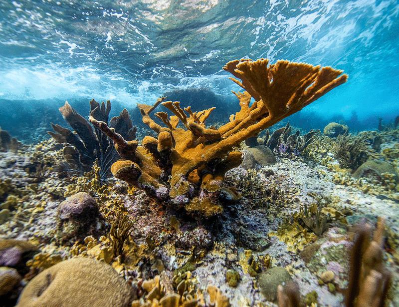 Proactive assisted gene flow for Caribbean corals in an era of rapid coral reef decline | Science
