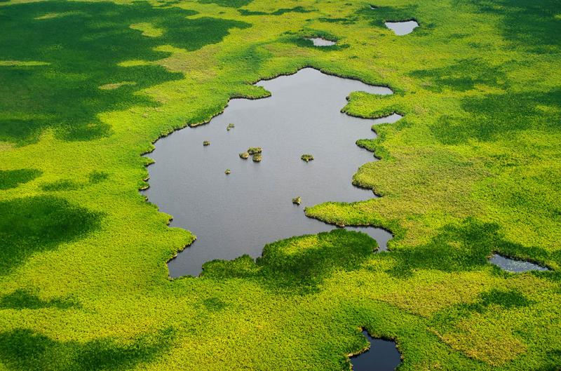 ‘We’re in uncharted waters.’ Hacking swamps could curb methane emissions—but side effects are unclear