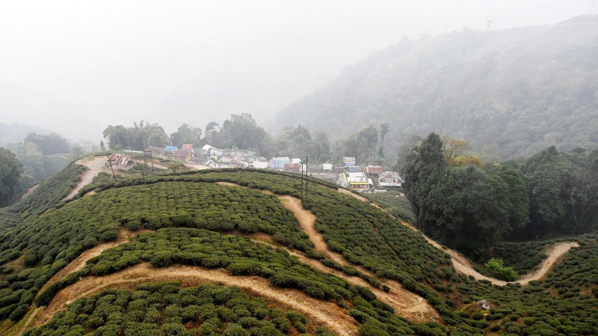 india’s-tea-production-increases-in-2025,-darjeeling’s-output-remains-a-concern