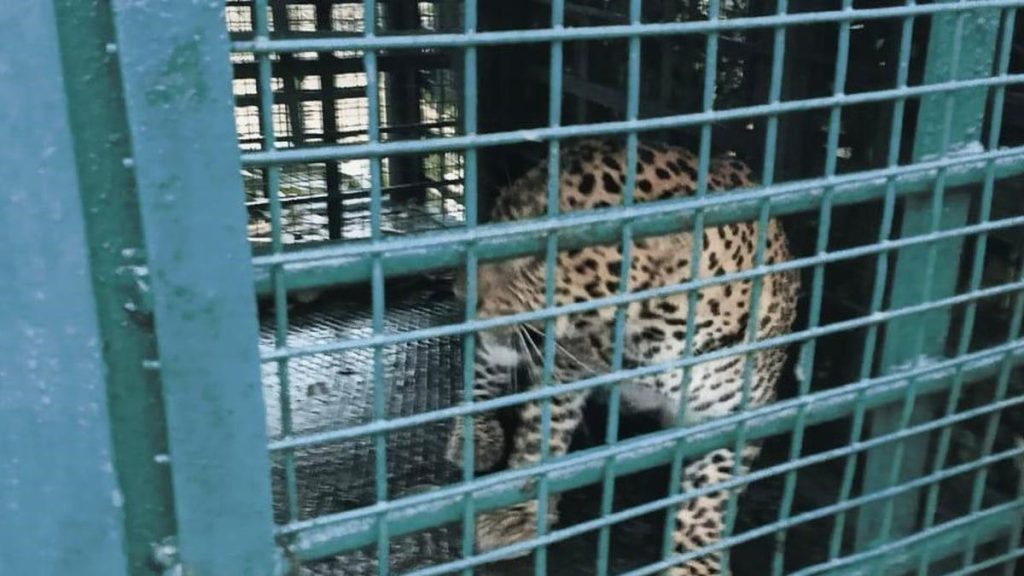 Leopard Captured by Foresters After Panic in Hyderabad Outskirts