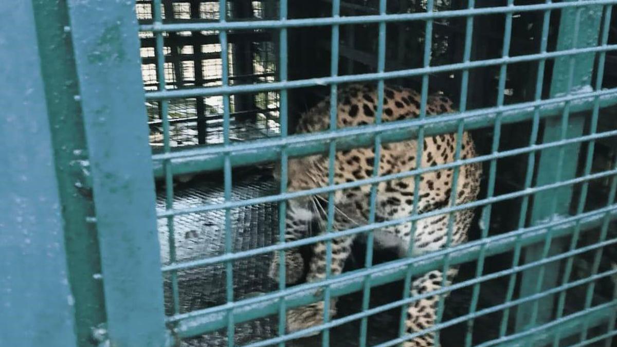 leopard,-which-triggered-panic-button,-captured-by-foresters-on-hyderabad-outskirts