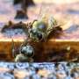 Rwanda bees being wiped out by pesticides
