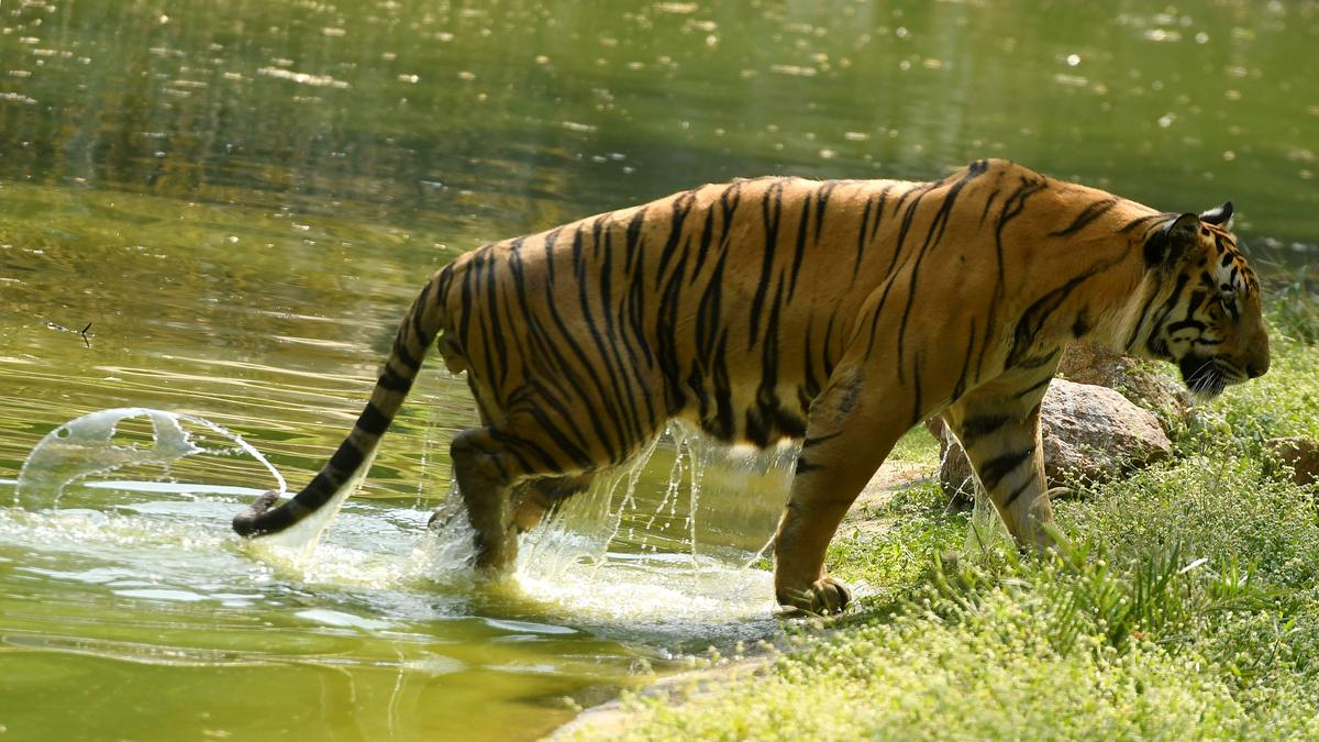 sbwl-clears-proposal-for-a-tiger-cell-at-aranya-bhavan
