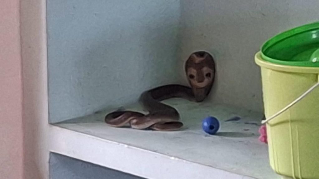 Cobra Discovered Inside Almirah at Anganwadi in Ernakulam