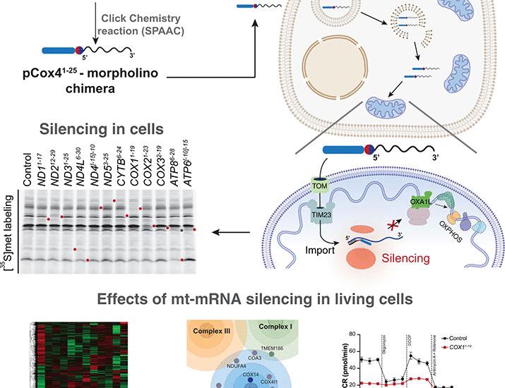Silencing mitochondrial gene expression in living cells | Science