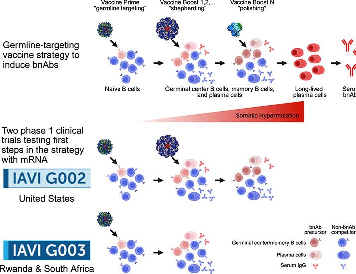 Vaccination with mRNA-encoded nanoparticles drives early maturation of HIV bnAb precursors in humans | Science