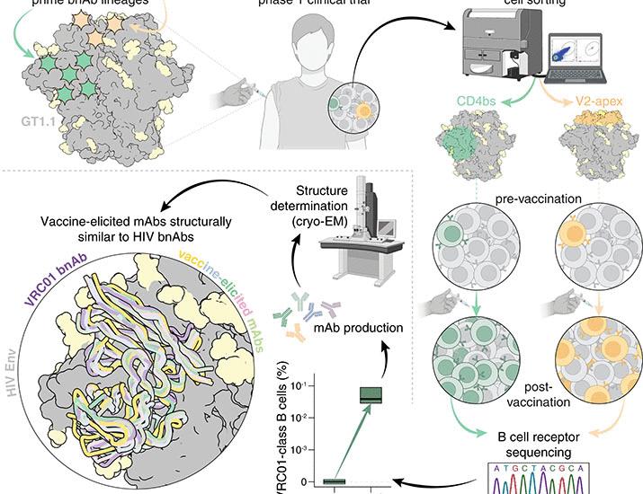 Precise targeting of HIV broadly neutralizing antibody precursors in humans | Science