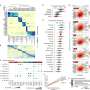 Human intestine shows rapid evolutionary changes compared to other mammals