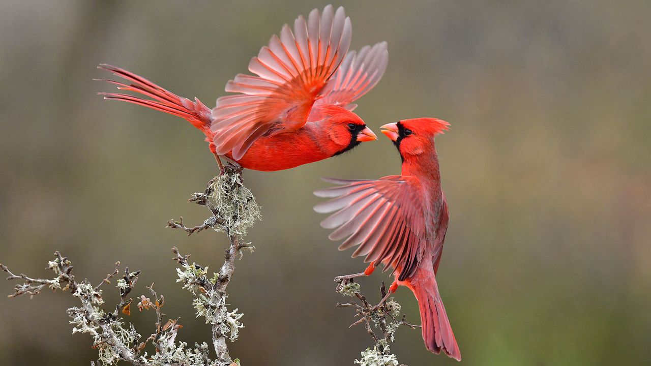 Best bird song identification apps in 2025 — Identify bird calls and improve your avian knowledge
