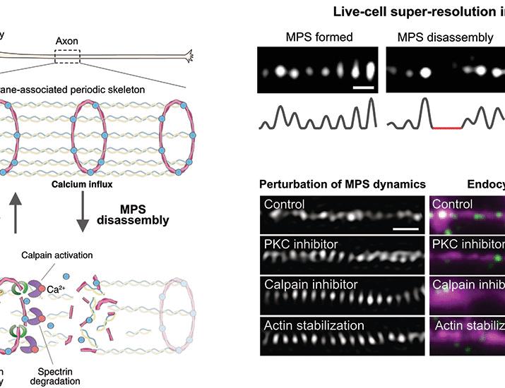 The membrane skeleton is constitutively remodeled in neurons by calcium signaling | Science