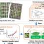 AI model enhances crop growth monitoring with minimal field data
