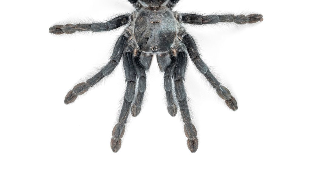 These tarantulas may have evolved huge genitalia to fend off bloodthirsty females