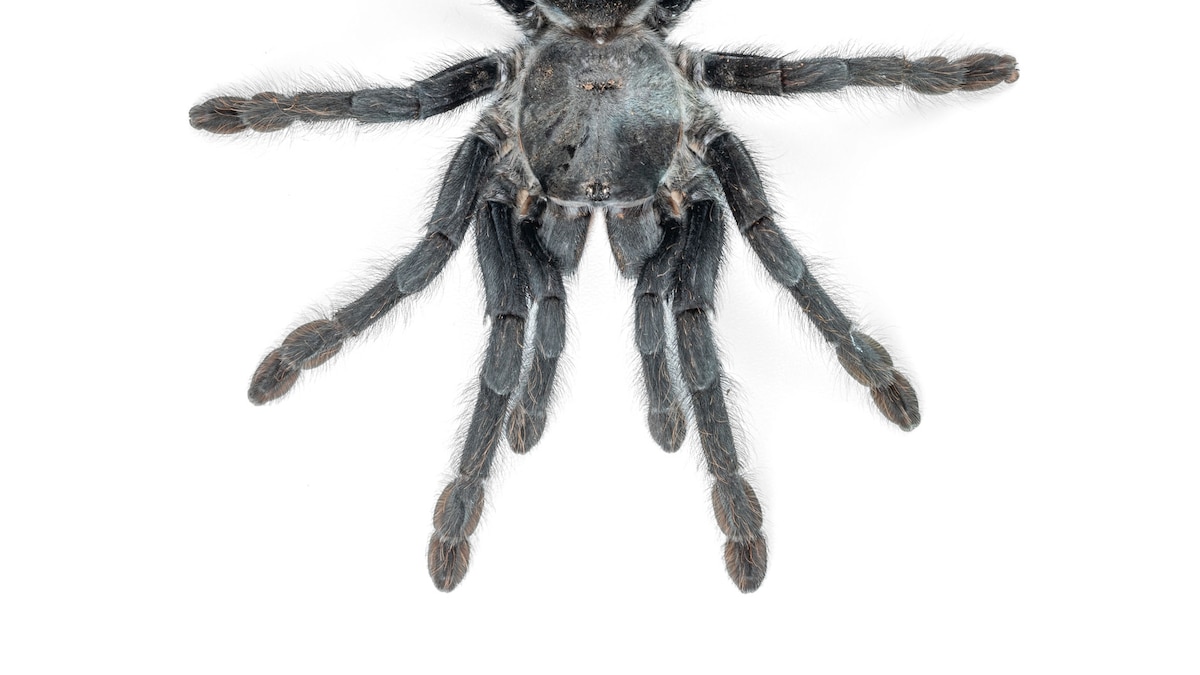 These tarantulas may have evolved huge genitalia to fend off bloodthirsty females
