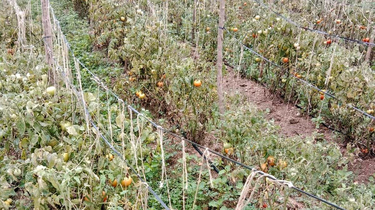 low-yields,-poor-rains-dampen-tomato-cultivation-in-madanapalle