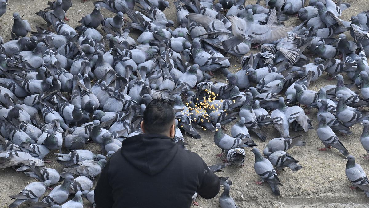 mcd-to-issue-advisory-against-feeding-pigeons-amid-health-concerns