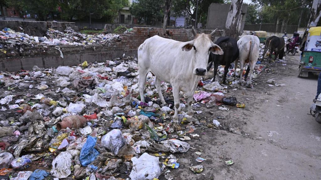 Chhattisgarh to Launch Gaudham Yojana for Stray Cattle Welfare