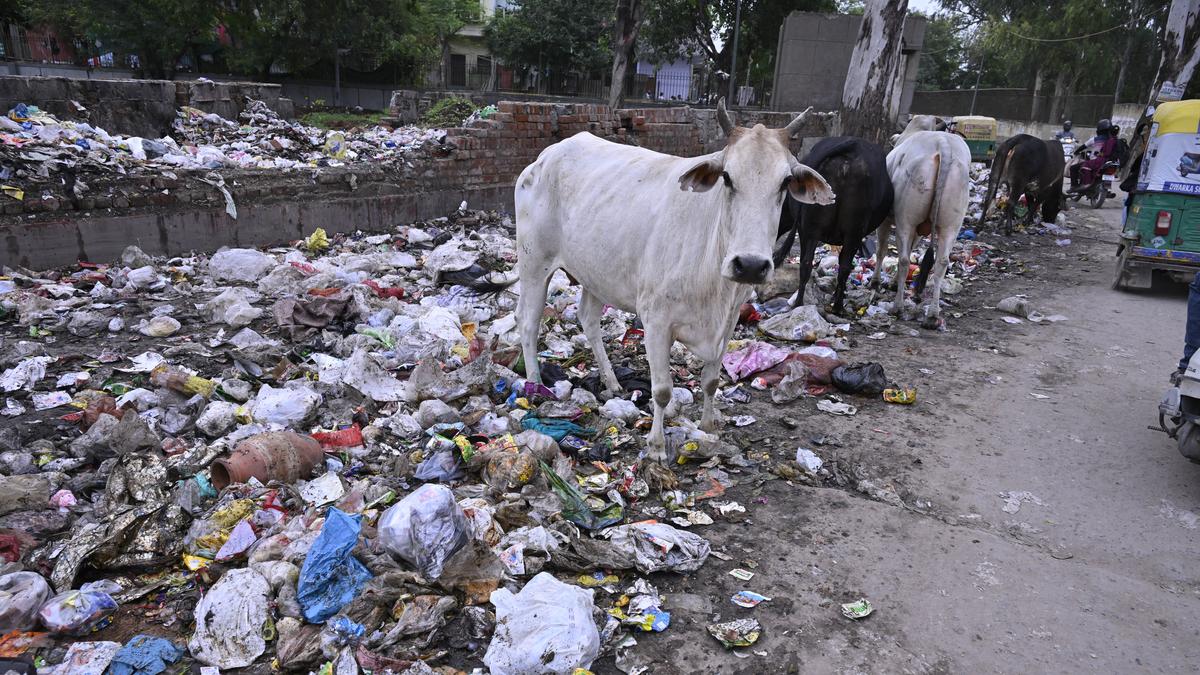 chhattisgarh-government-to-launch-gaudham-yojana-for-stray-cattle-protection