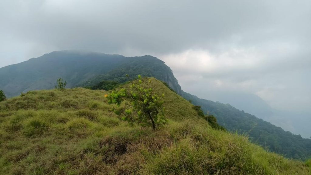 Nilgiri Tahr Population Revives in Coimbatore Forest Despite Threats