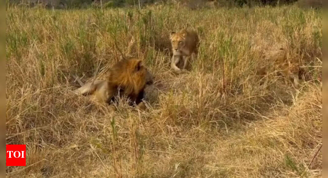 Watch: This lion’s reaction to ‘parenting duties’ is the most relatable thing you’ll see today