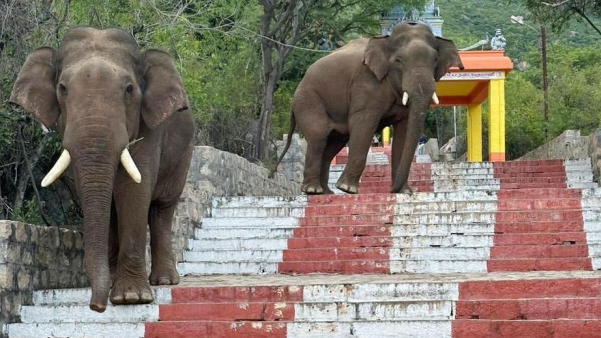 key-focus-on-human-elephant-conflict-mitigation-moef&cc’s-world-elephant-day-celebration-in-coimbatore-on-august-12