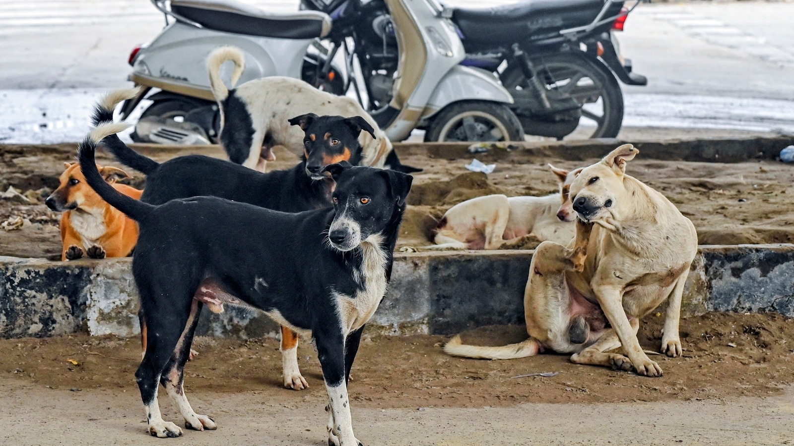 Delhi Police detains activists, dog lovers and others for protesting against SC order on stray dogs