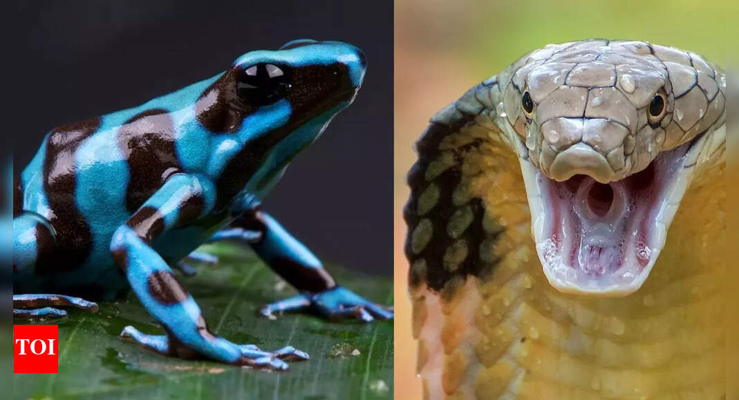 King cobra vs Poison dart frog: Who would win in a battle of venom, strength, and survival skills