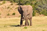 Elephants Ask Humans for Food Using Non-Verbal Gestures — A First in Non-Primates