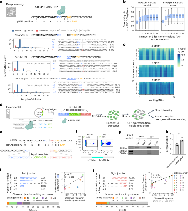 Precise, predictable genome integrations by deep-learning-assisted design of microhomology-based templates