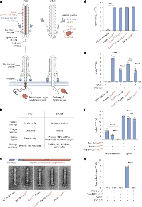 Targeted delivery of diverse biomolecules with engineered bacterial nanosyringes