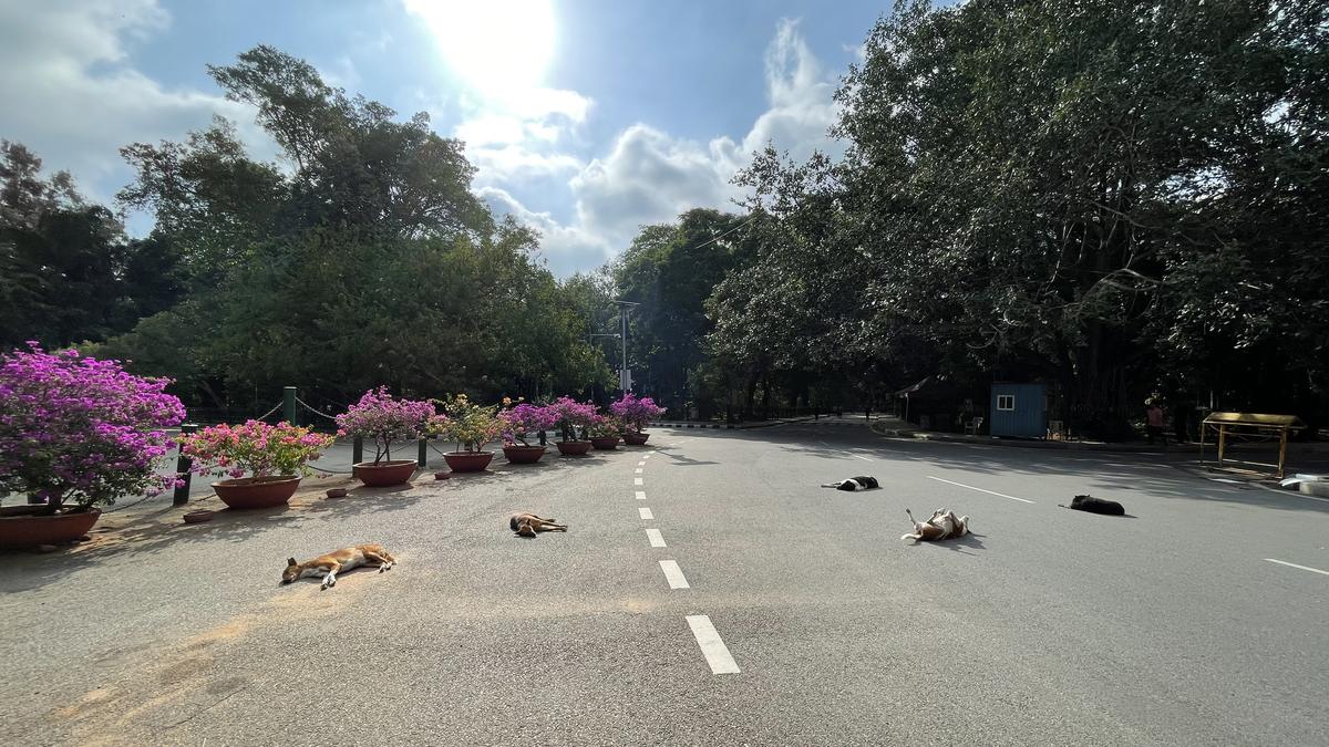 stray-dog-menace:-some-leaders-want-karnataka-govt.-to-flag-issue-with-supreme-court