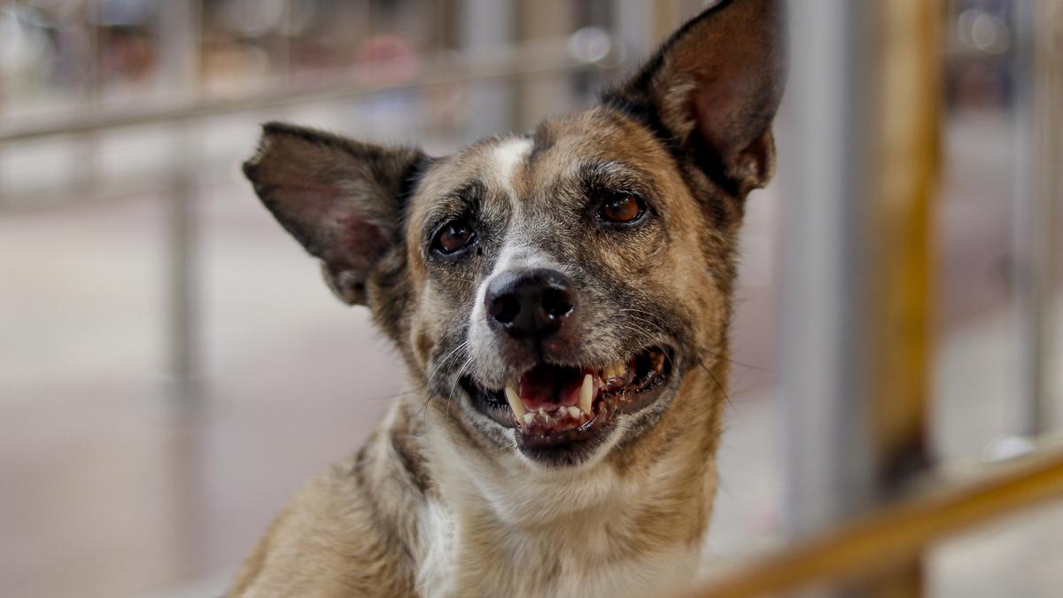shelter-or-vaccinate?-before-deciding,-india-must-count-its-stray-dogs-accurately