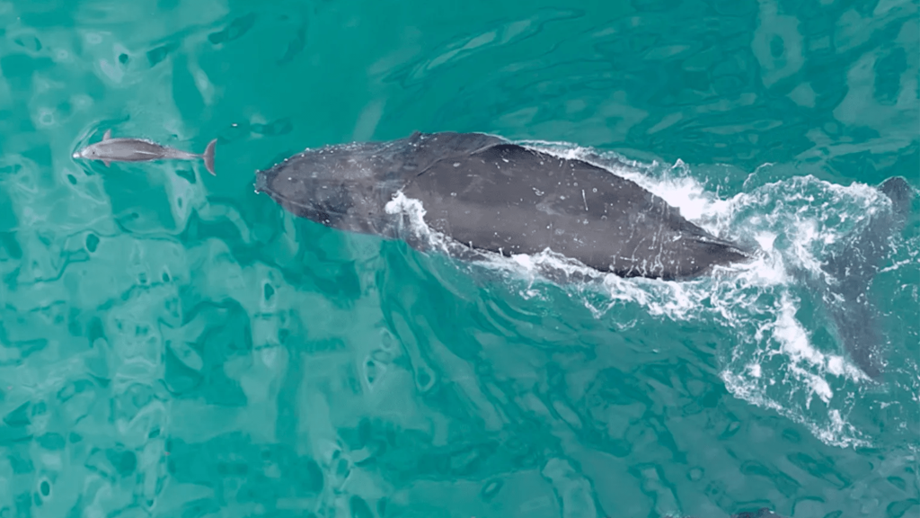 Dolphin follows a whale all the way to the seafloor