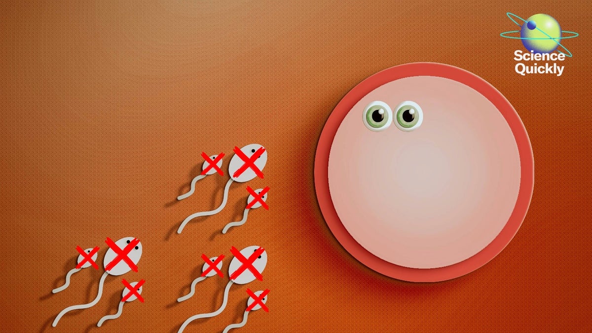 A Male Birth Control Pill Moves to the Next Clinical Trial Stage
