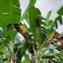 Over 9,000 pest species of potential concern previously unreported in Uganda
