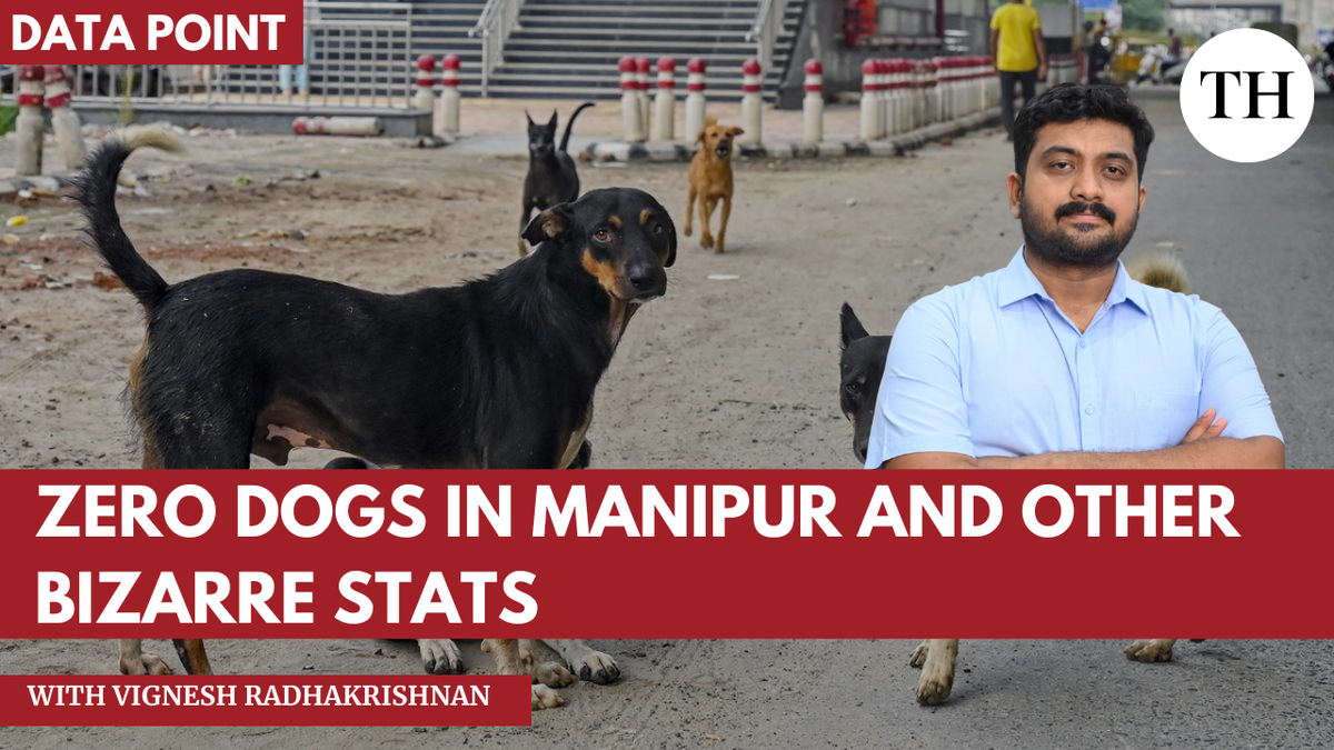 watch:-how-many-stray-dogs-are-there-in-india?-no-one-knows