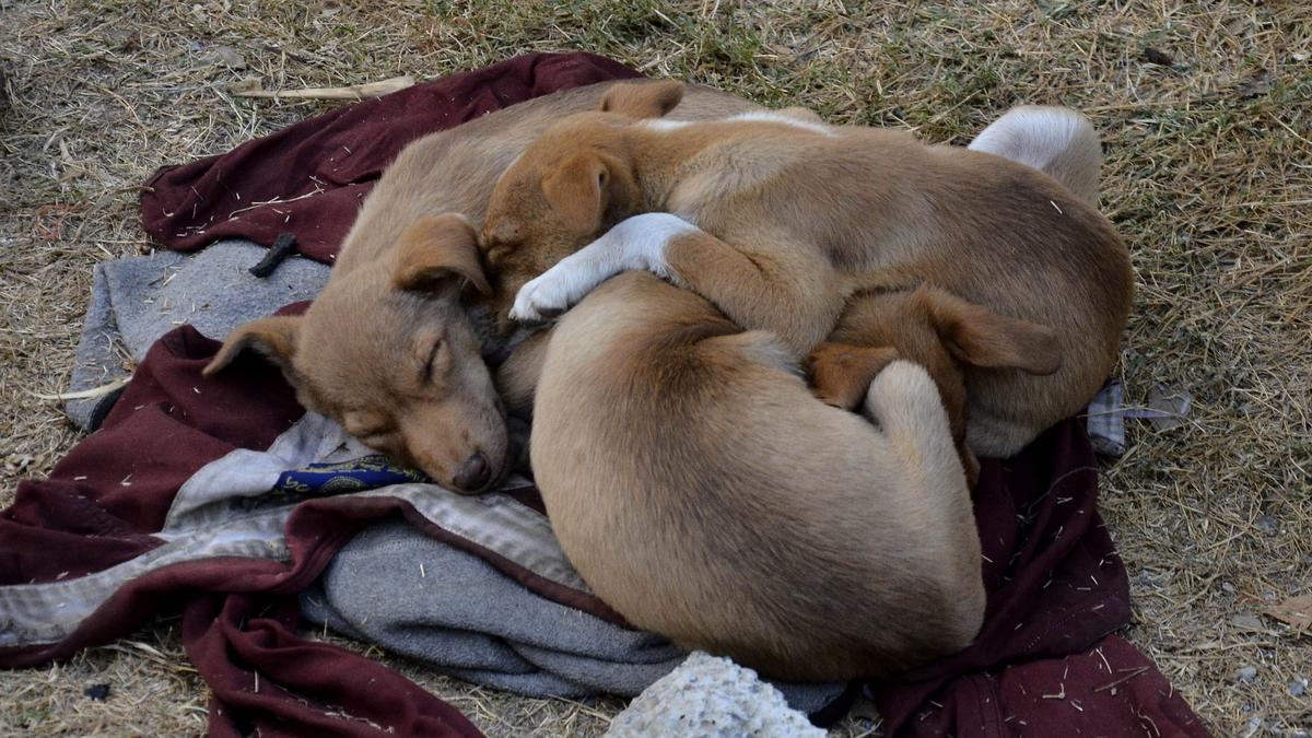 ghmc-to-organise-stray-puppy-adoption-drive-in-hyderabad-on-august-17