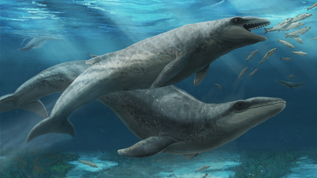 Ancient predatory whale with big eyes and razor-sharp teeth was ‘deceptively cute’