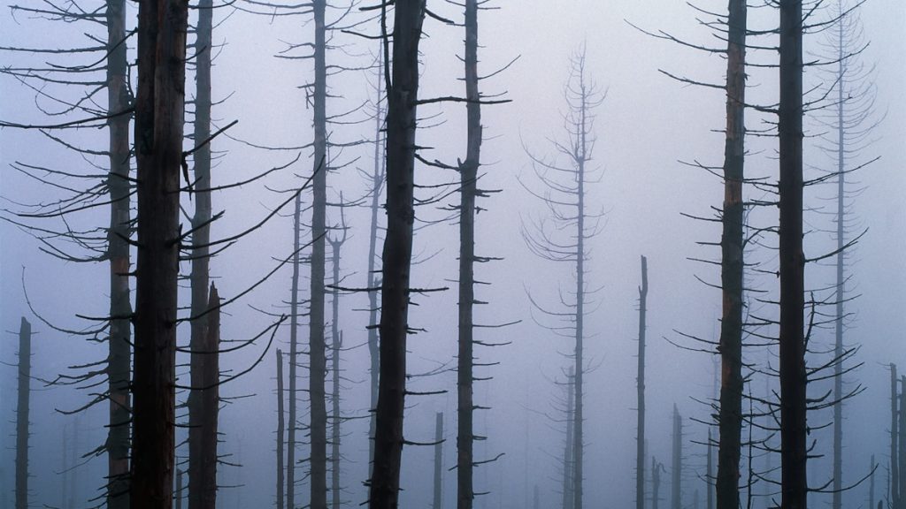 Acid Rain