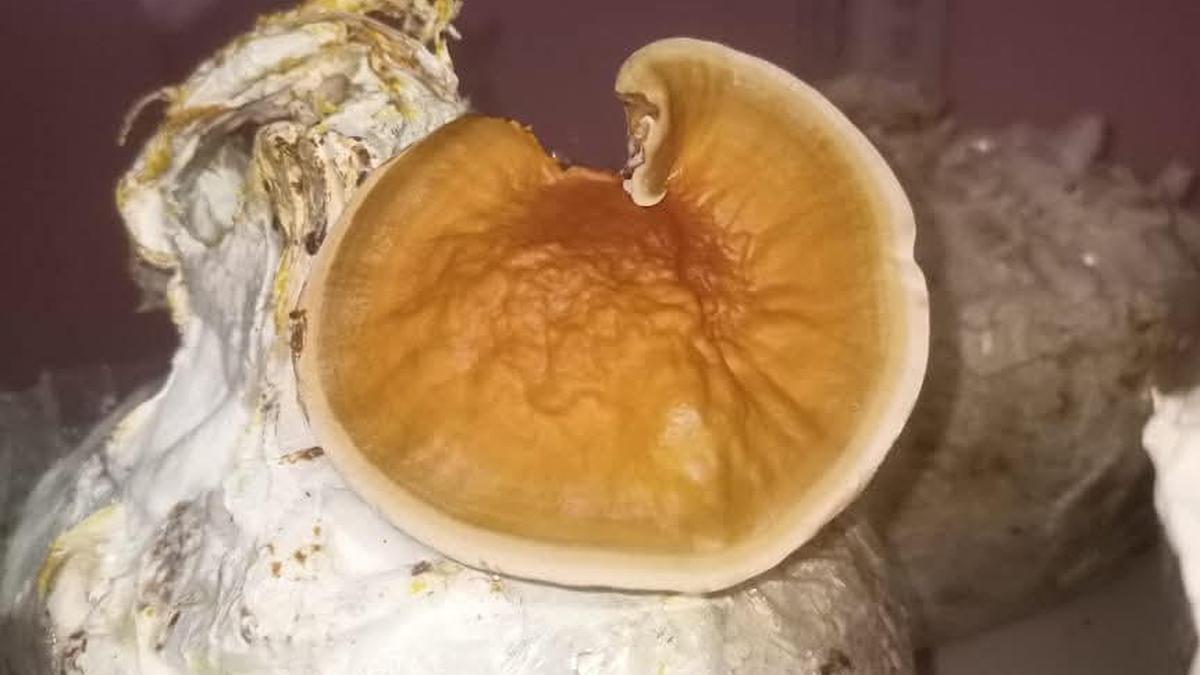 assam-researchers-find-fungal-formula-to-produce-biodiesel