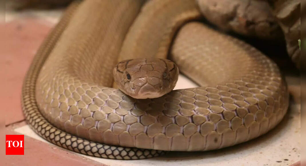 What to do if you see a cobra: Safety tips and first aid guide