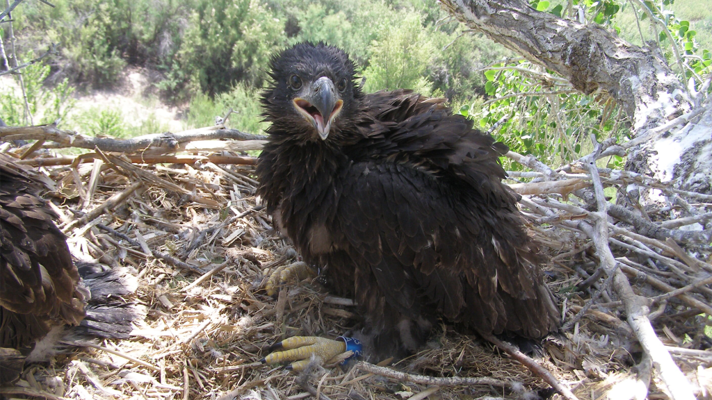 Bald eagles stun scientists with bizarre migration pattern