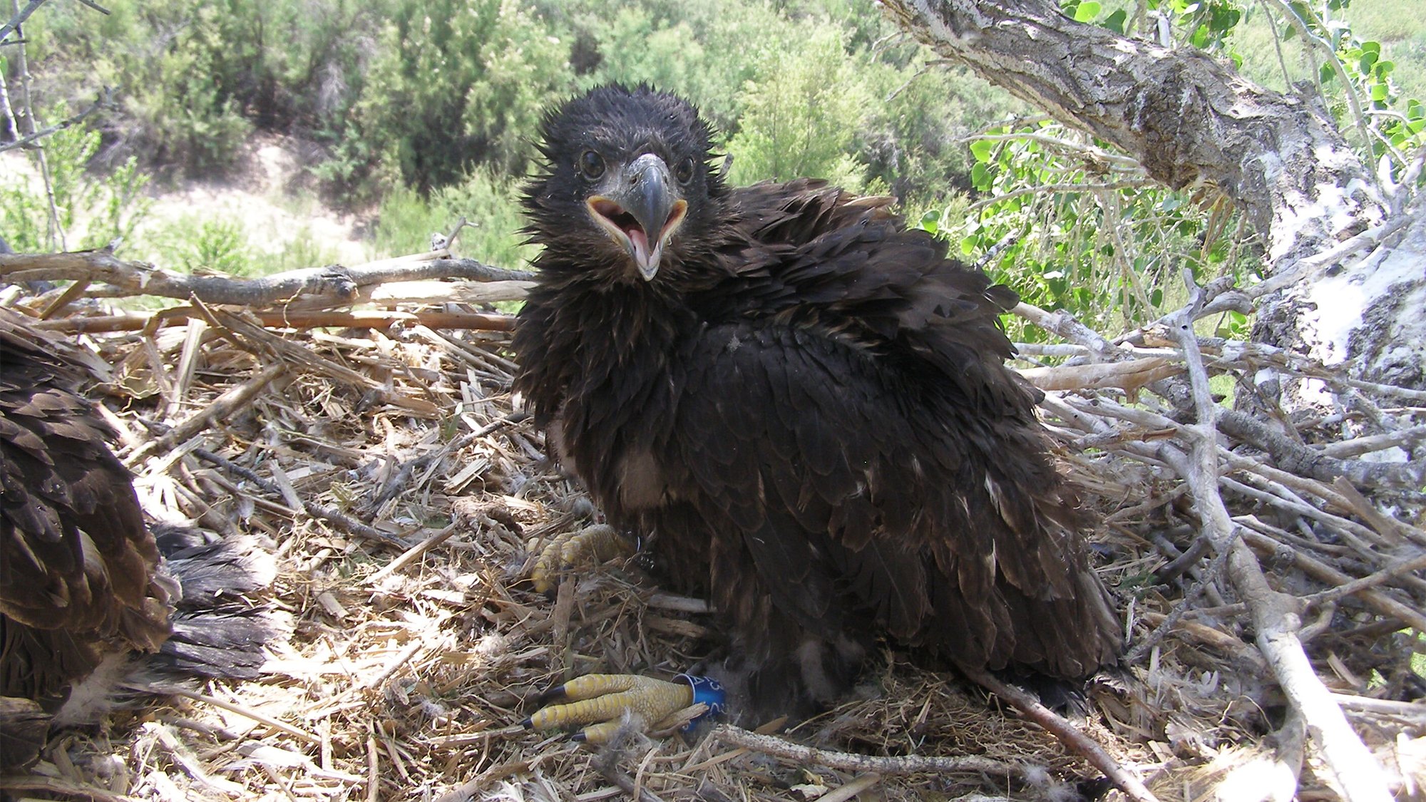 Bald eagles stun scientists with bizarre migration pattern