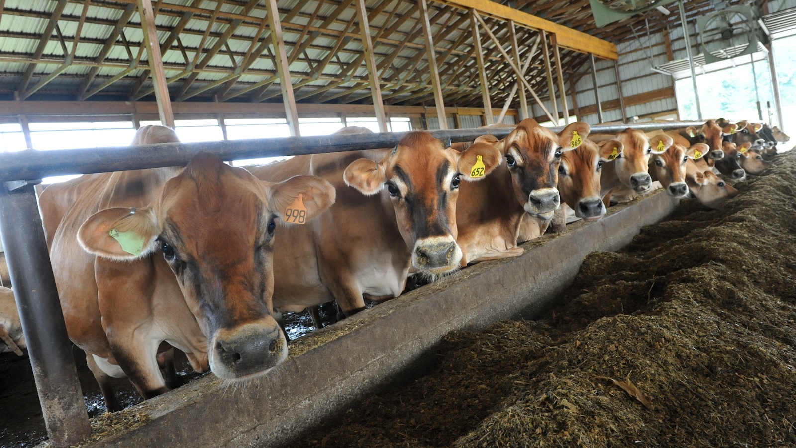 Factory farms don’t just stink — they make it harder to breathe, too 
