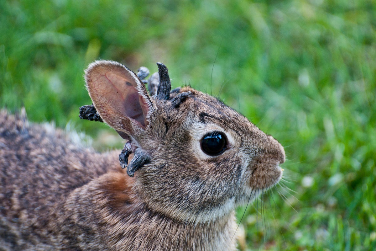 Why Are Rabbits Sprouting Tentacles?